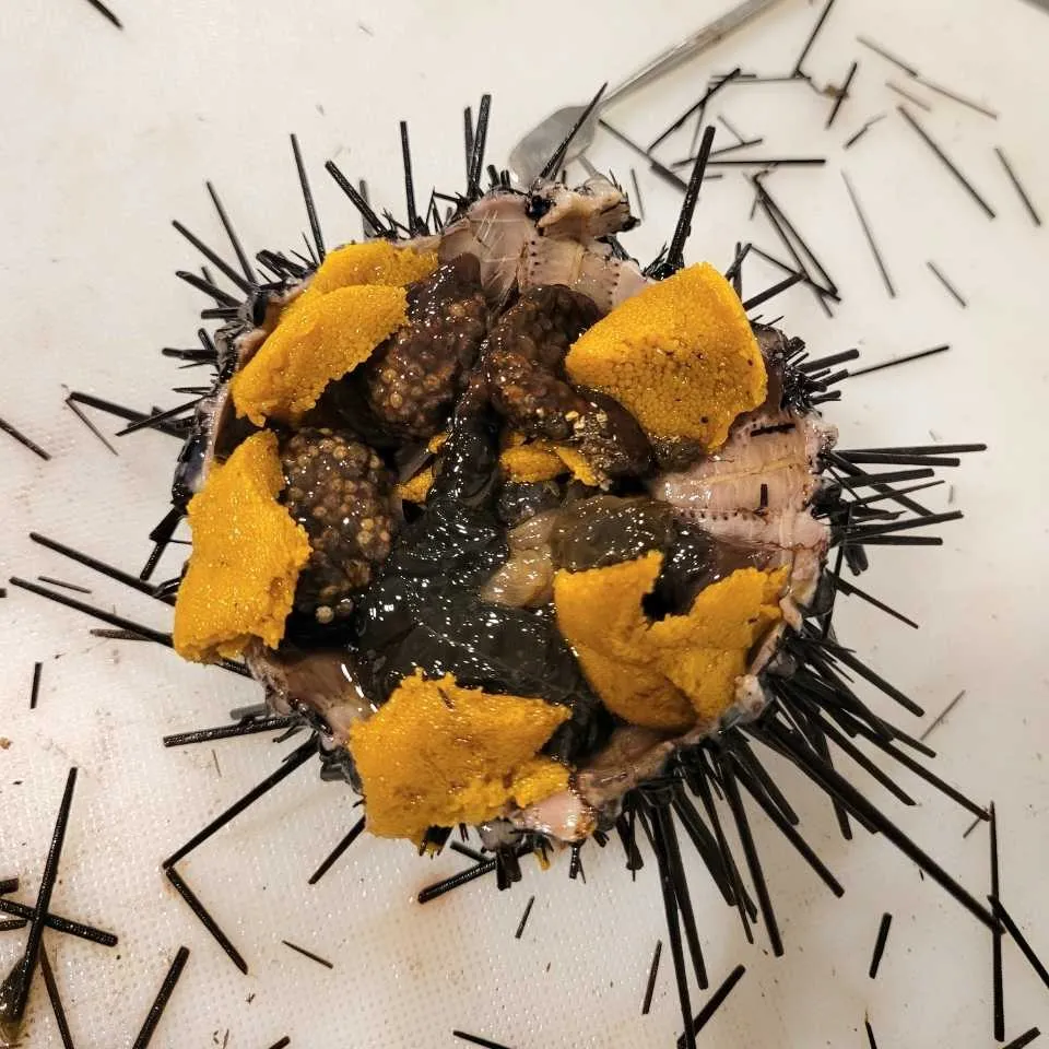 Erizo Negro: Alternativa para la Pesca Artesanal