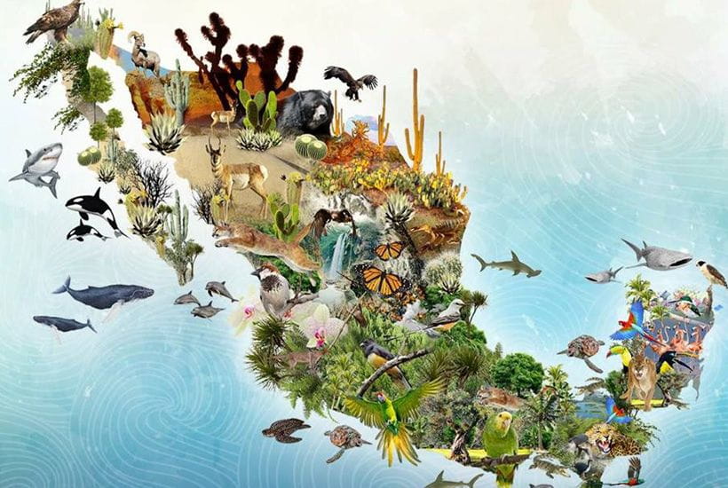 Diversidad Biológica: Cómo Chile Puede Liderar la Conservación Mundial