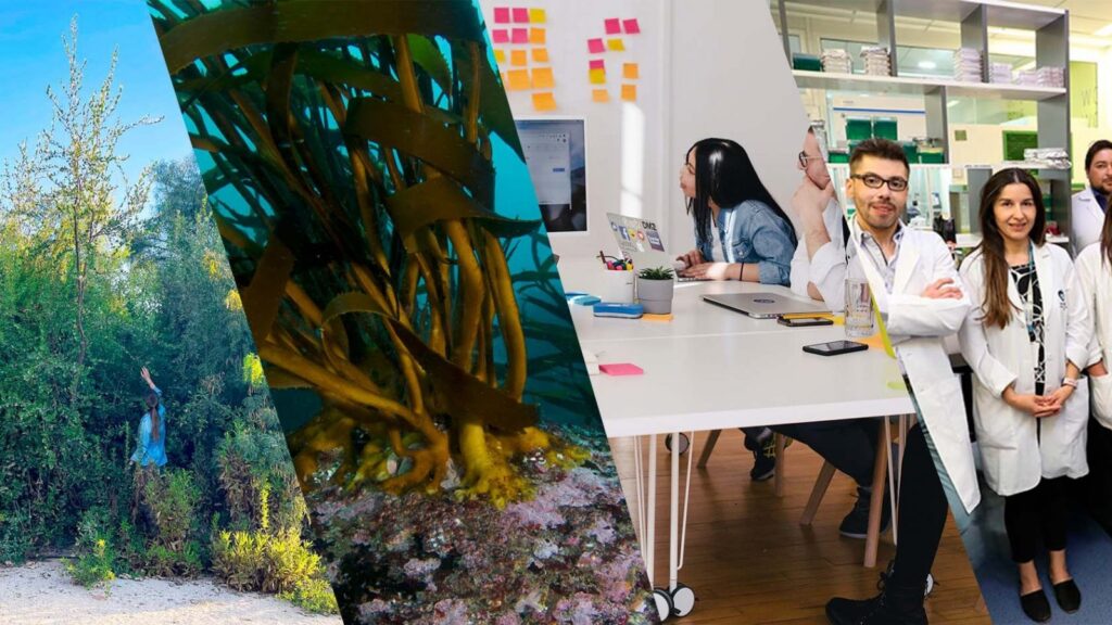 Premio PwC Chile Innovación: Conoce Cómo Participar y Destacar