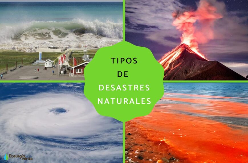 Seguros para Locales Comerciales: Protección Contra Desastres Naturales