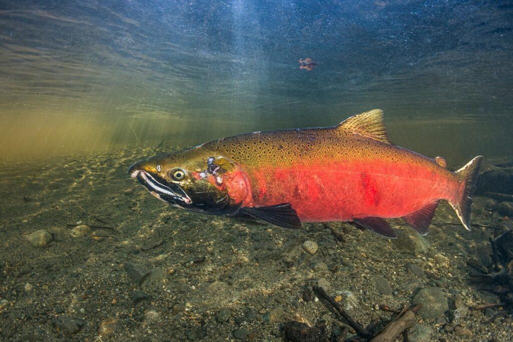 Salmón Coho: Avances Clave y Desafíos en la Salmonicultura